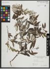 Foto von Salix alba L.